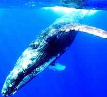 Властелины моря: о том, где живет кит, и зачем он выбрасывается на сушу