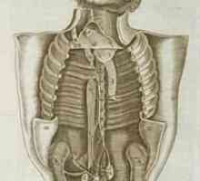 Vnitřních orgánů člověka: struktura a umístění