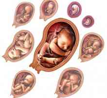 Fetální vývoj: hlavní fáze