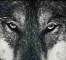 Волки: виды волков, описание, характер, ареал обитания