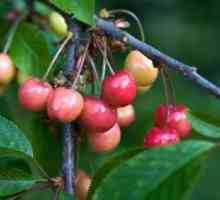 Otázky zahradníci: jak pěstovat višně z kostí