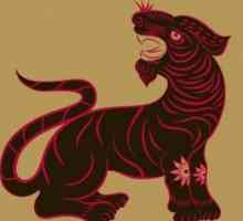 Oriental horoskop a jeho funkce: tygr-žena a tygr-man - kompatibilita je k dispozici?