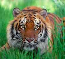 Oriental horoskop tygr. tygr rok, která je charakteristická narozený v roce Tygra