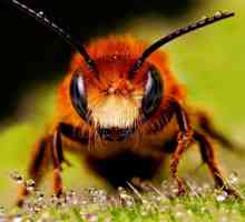 Вы себе не представляете, как пчелы делают мед!
