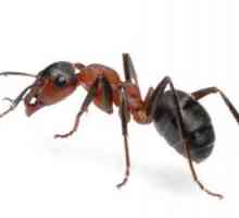 Víte, co znamená mravenců v zahradě pomáhá nejlepší? Ne? Nejčtenější náš článek!