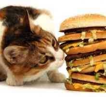 Výběru potravin pro kočky. Jaký je nejlepší druh potravy?