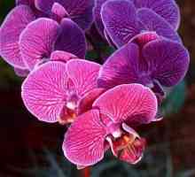 Rostou nádherné Phalaenopsis doma