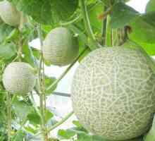 Pěstování meloun ve sklenících z polykarbonátu. Výsadba a péče