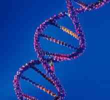 Interakce nealelická typů genů a forem