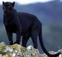 Загадочная дикая кошка - черный ягуар: описание, места обитания