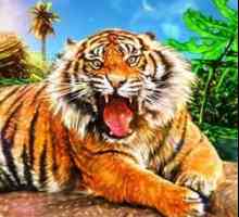 Podívejte se na výklad snu: co sní tygr?
