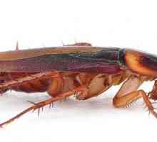 Ochrana proti švábů. Lidové léky proti škodlivým hmyzem