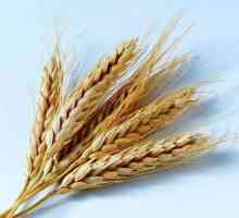 Zdravé jídlo: kalorie pšenice kaše
