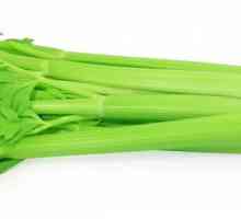 Zelená celer: užitečné vlastnosti a kontraindikace