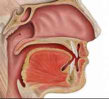 Antirrhinum - otevření vedoucí z úst do krku. Choroby, příznaky, léčba