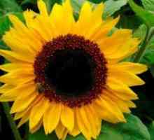 Pražené slunečnicová semínka: škody a přínos. Zda pražených slunečnicových semen jsou škodlivé?