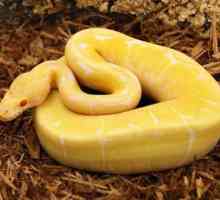Желтая змея: разновидности и особенности