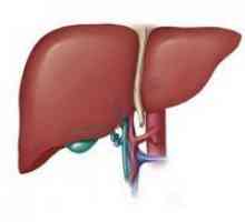 Žloutenka (hepatitida A). Popis nemoci