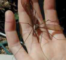 Живая природа: как называются большие комары?