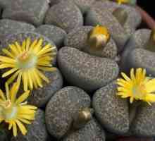 "Живые камни" - цветы, способные удивлять