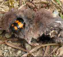 Жуки-могильщики: среда обитания, особенности поведения и размножения