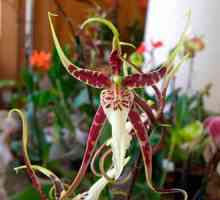 Hodnota květ orchideje - symbol lásky a vášně
