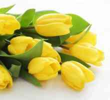 Hodnota žlutých tulipánů a kterým dávají