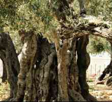 Slavní křesťanští svatyně: Getsemanské zahradě