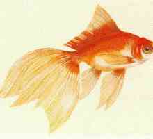 "Золотая рыба" - индийская народная сказка. Сказки народов мира