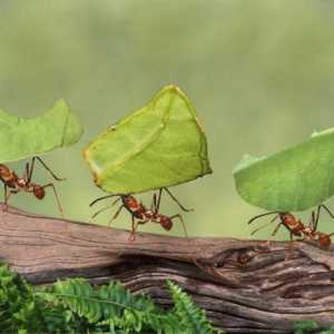 10 Интересных фактов о муравьях. Самые интересные факты о муравьях для детей