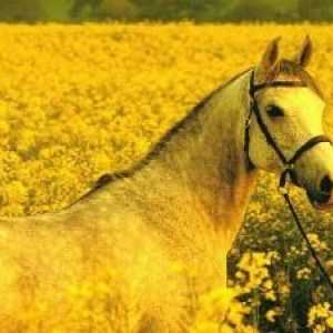 1978 - Rok koně? Stejně jako 2038-TH - rok Země (žlutá) kůň