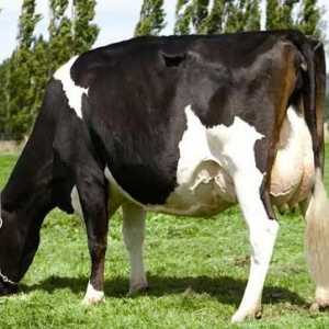 A Holstein krav léčených nám na mléko!