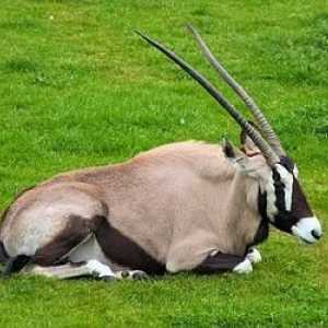 Африканская антилопа - удивительное животное жаркого континента