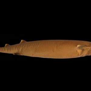 Акула сигарная большезубая - одна из страшных хищниц