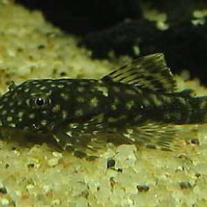 Aquarium Loricariidae: typy, popis, fotografie