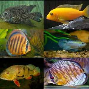 Akvarijní ryby Cichlids: obsah, fotky