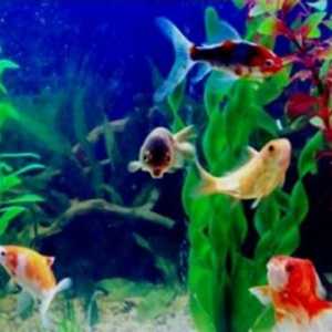 Akvarijní ryby: kompatibilita druh
