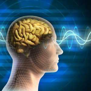Alfa rytmus mozku: popis, vlastnosti a funkce