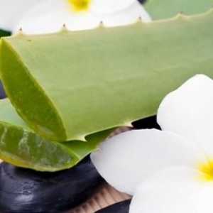 Aloe vera: užitečné vlastnosti a kontraindikace úžasná rostlina