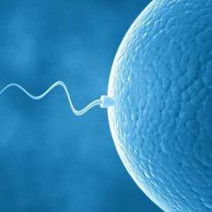 Sperma analýza: když je zobrazeno?