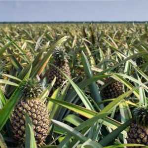 Ananas - je bobule nebo ovoce? Popis a užitečné vlastnosti ananasu. Jak si vybrat ananas?