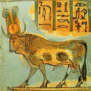 Apis - posvátný býk Egypta