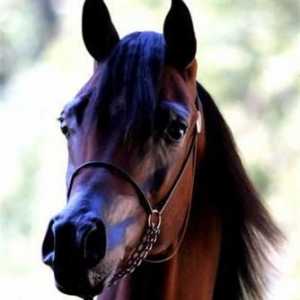 Арабская лошадь - чудо природы