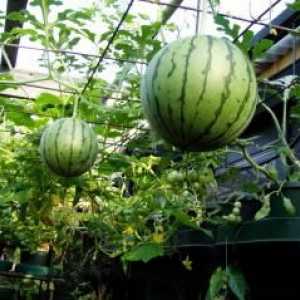 Melouny ve sklenících: řádné pěstování
