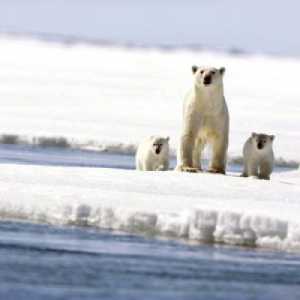 Арктические животные. Северный полюс: фауна, особенности выживания в суровом климате