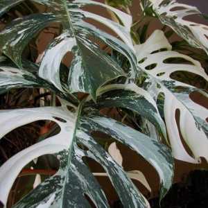Ароидные растения - очарование тропического леса у вас дома