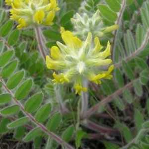 Astragalus sherstistotsvetkovy: terapeutické vlastnosti a roste na zahradě místě