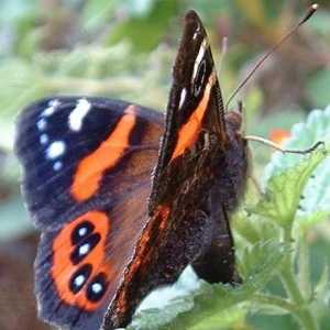Бабочка Адмирал – прекрасное творение природы
