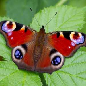 Бабочка павлиний глаз - красавица отряда чешуекрылых