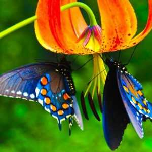 Бабочки мира. Названия бабочек и их описание